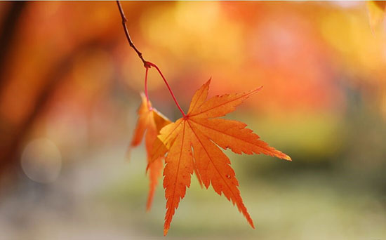 随着全球市场的复苏，NOR Flash也迎来了新一轮增长